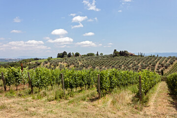 Fototapeta na wymiar vineyard in Chianti region country, Tuscany