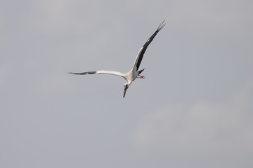 Bird in flight