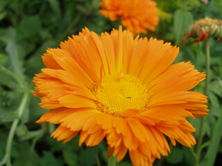 Orange flower