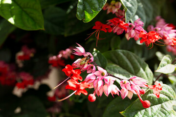 Fototapeta premium Flowers and bees. honey Bee.