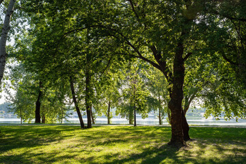 Tree against the light in the Natalka park of Kiev, Ukraine, in the Obolon district near the Dnieper River during a sunny summer morning