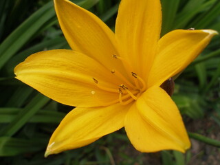 Fototapeta premium Yellow flower lilium