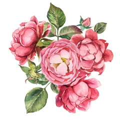 Bouquet pink rose with leaves on white background. Watercolor shabby style flowers.