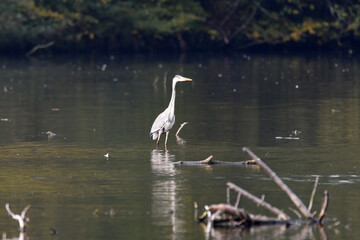 Fischreiher, Graureiher beim Fischfang