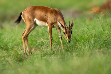 Chinkara or Indian gazelle an Antelope closeup in natural green grass during monsoon safari at ranthambore national park or tiger reserve sawai madhopur rajasthan india - Gazella bennettii