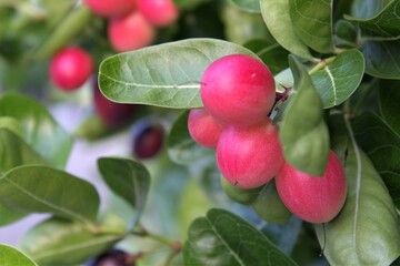 Bengal Currants,Carissa carandas L.