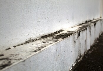 Black mold on white fence