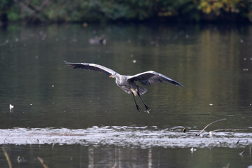 Fischreiher, Graureiher beim Fischfang