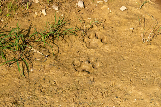 Wild Tiger pugmark on Wet soil at ranthambore national park or tiger reserve sawai madhopur rajasthan india