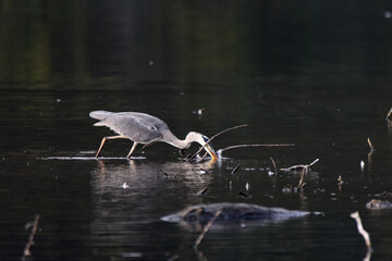 Fischreiher, Graureiher beim Fischfang