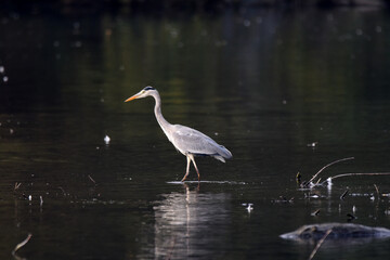 Fischreiher, Graureiher beim Fischfang