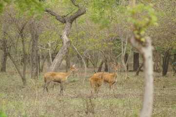 Javan rusa or Sunda sambar (Rusa timorensis) is a deer species that is endemic to the islands of Java, Bali and Timor (including Timor Leste) in Indonesia. The Javan rusa mates around July © PUGUH