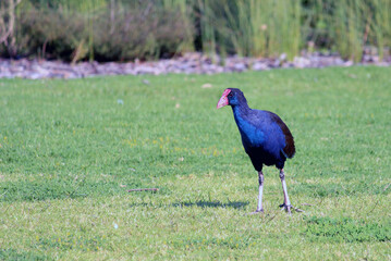 colourful bird on the grass blue