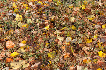 Colorful autumn leaves carpet under the soft october sun