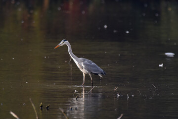 Fischreiher, Graureiher beim Fischfang