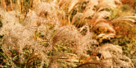 Yellow autumn fluffy feather grass with seeds on curved stems in light wind.Slightly blurred close up with selective focus on left.Hello autumn concept.Natural background,horizontal banner,copy space.