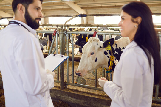 Two Young Veterinarians Talking On The Background Of Cows In The Barn Of A Dairy Farm.