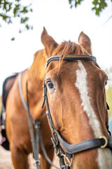 Pferd guckt mir goßen Augen