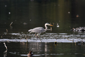 Fischreiher, Graureiher beim Fischfang