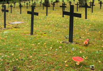 Amanites tue-mouches au cimetière allemand de Hohrodberg, France