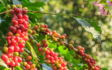 Red berries coffee beans ripen on brunch