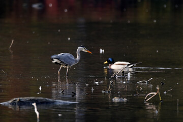 Fischreiher, Graureiher beim Fischfang