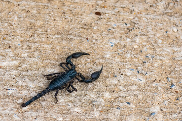 Close-Up Of Scorpion On Ground,Dangerous animal,poison creature,Selective focus.Don't focus on The main subject .