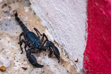 Close-Up Of Scorpion On Ground,Dangerous animal,poison creature,Selective focus.Don't focus on The main subject .