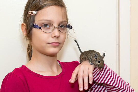 The girl is holding a nice little degu. The common degu is a small hystricomorpha rodent endemic from Chile. 