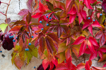 Red virginia creeper on a white wall in autumn season