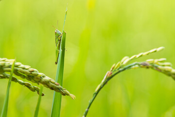 grasshopper in green nature or in the garden.