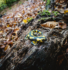 Feuersalamander sitzt auf morschem Holz im Wald