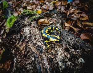 Feuersalamander sitzt auf morschem Holz im Wald