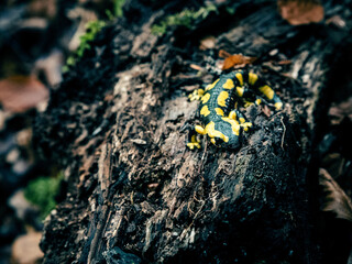 Feuersalamander sitzt auf morschem Holz im Wald