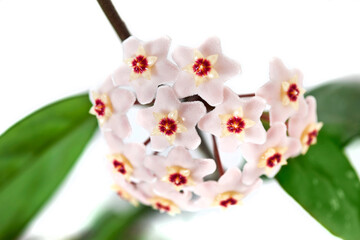 Hoya carnosa fluffy flowers isolated on a white background. Macro photography.