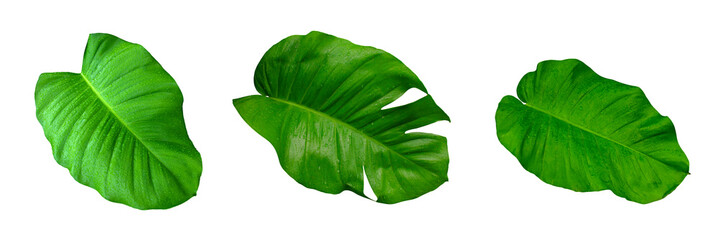 tropical green leaves isolated on white background