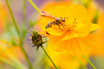 closeup cosmos flower with bee swarm in garden. Yellow, Orange cosmos flower.