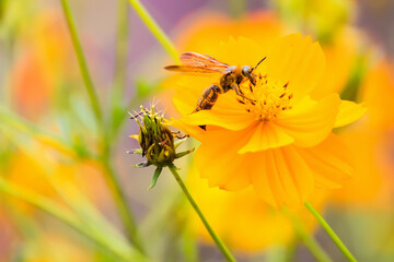 Naklejka premium closeup cosmos flower with bee swarm in garden. Yellow, Orange cosmos flower.