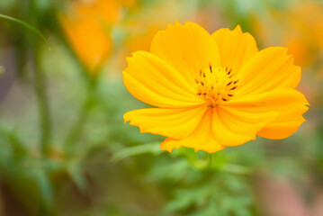 Close up of a Yellow Daisy Flower.Selective focus.