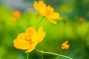 Obraz na płótnie Canvas Close up of a Yellow Daisy Flower.Selective focus.