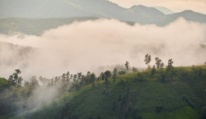 The morning mist in the forest, Thailand