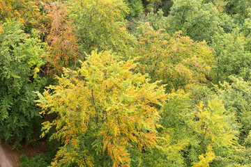 Aerial top view of autumn forest with colorful trees