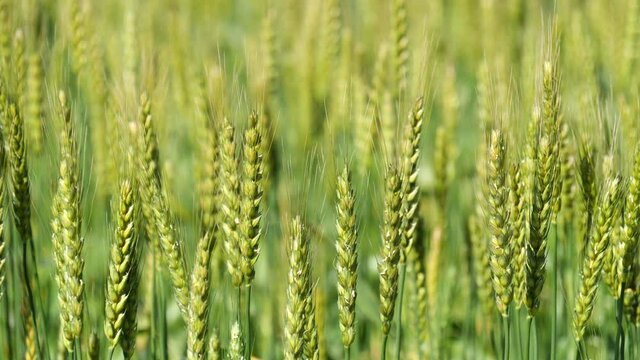 春の田園風景 風に揺れる麦の穂 クローズアップ