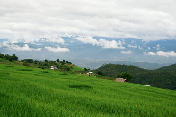 Fototapeta na wymiar Rice Field, Thailand