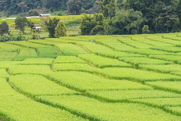 Panorama Aerial View of Pa Bong Piang terraced rice fields, Mae Chaem, Chiang Mai Thailand.