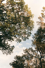 Low angle towards branches and blue sky with clouds