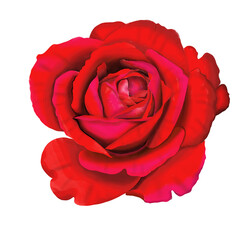 red rose isolated on white