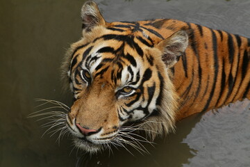 portrait of a tiger