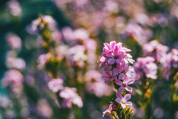 Close-up of a raceme of pink calluna vulgaris flowers