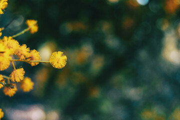 Close-up of a golden flower of acacia pycantha